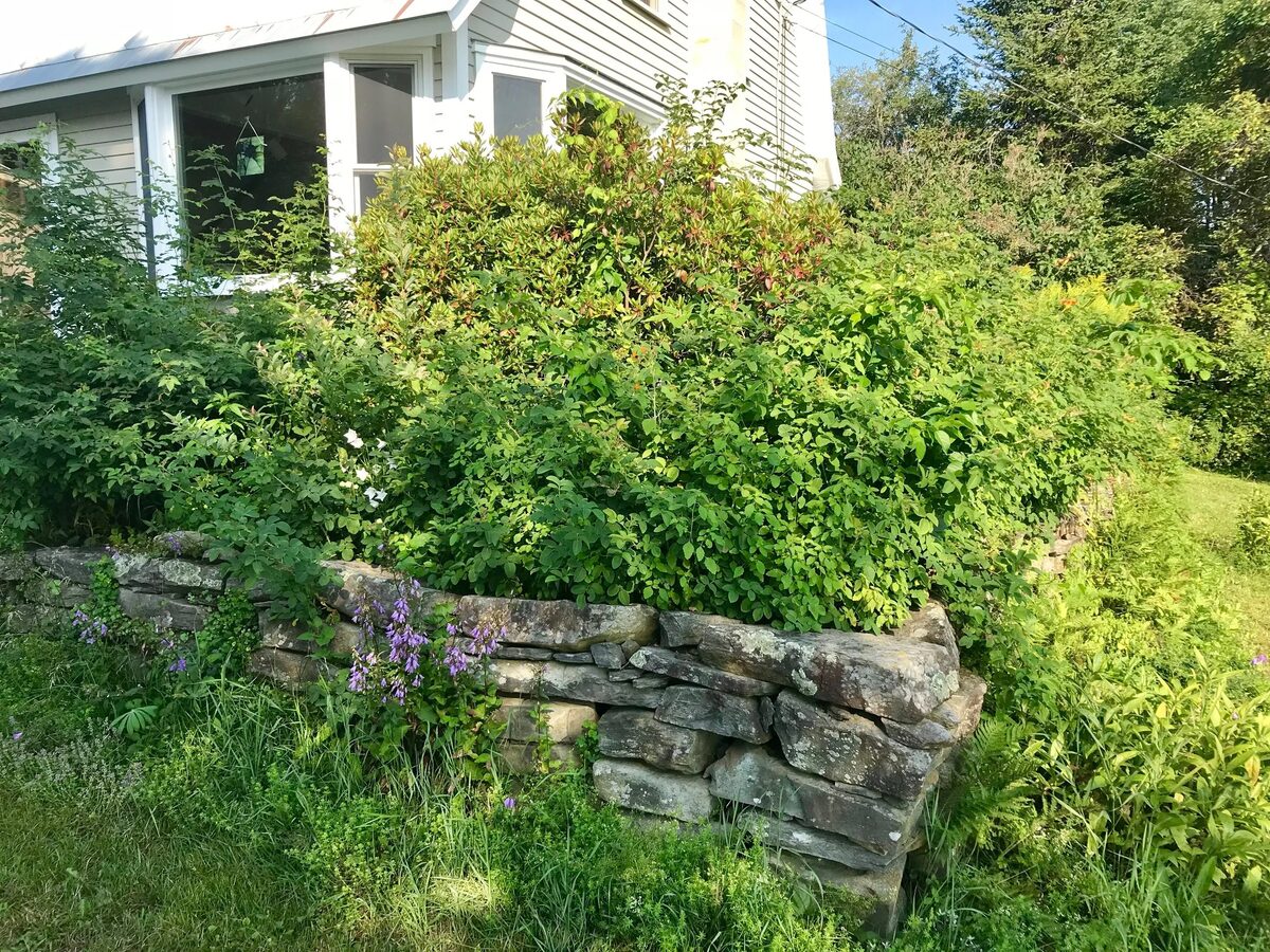 Backyard with overgrown shrubs and an uneven lawn before clean-up